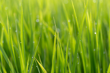 朝露に濡れる稲穂	