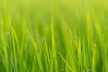 朝露に濡れる稲穂	