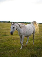 Obraz premium White horse walking on green field.