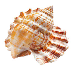 Close-up of a large, ornate seashell.  Its spiral  shape features  stripes of  cream,  orange,  and  brown.  Natural,  smooth texture