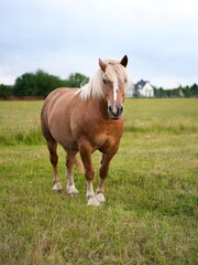 Fototapeta premium Majestic Brown Horse in a Green Field