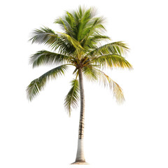 Isolated tropical palm tree, vibrant green fronds, tall trunk