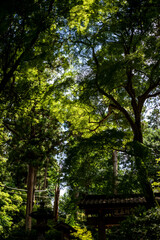 鎌倉25717　浄智寺2　緑もみじ