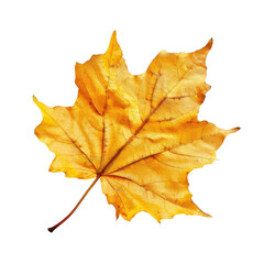 Obraz premium Close-up of a vibrant, autumnal maple leaf. The leaf is a rich golden-yellow hue, displaying intricate veining. A thin, bright orange border highlights the leaf's edge
