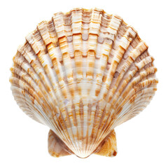 Obraz premium Close-up of a scallop shell, light beige and tan, with intricate ribbed, radiating patterns
