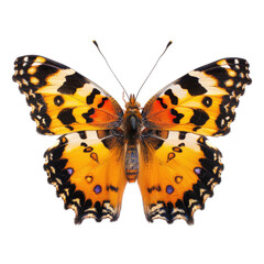 Close-up of a vibrant butterfly, showcasing intricate patterns of orange, black, and white on its wings.  