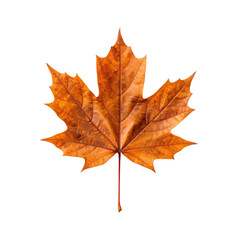 Fototapeta premium autumn watercolor pumpkin and leaves illustration isolated png