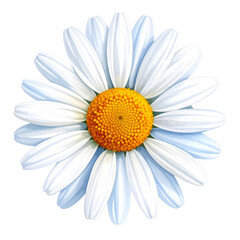 Naklejka premium watercolor daisy wedding bouquet illustration isolated png