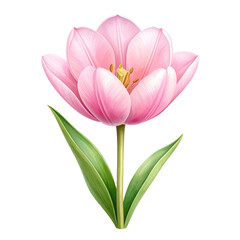 Fototapeta premium watercolor daisy wedding bouquet illustration isolated png