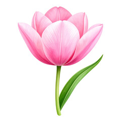 Naklejka premium watercolor daisy wedding bouquet illustration isolated png