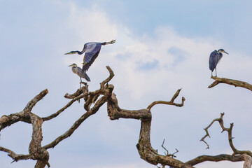 Blue herons photographed during an African Safari