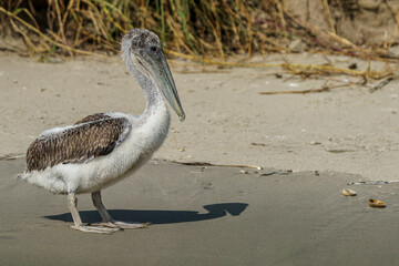 A juvenile Brown pelican walking on a beach