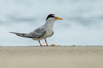 A least tern walking  on a beach