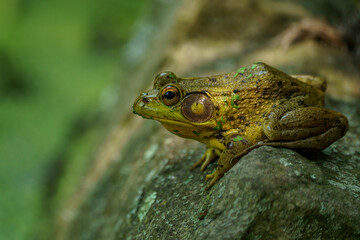 A green frog perched on a rock near a pond