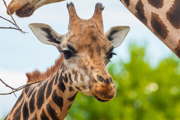 Fototapeta premium family of Giraffe Giraffa camelopardalis,with a baby. sticking out blue tongue