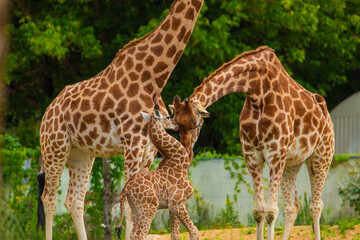 family of Giraffe Giraffa camelopardalis,with a baby. sticking out blue tongue