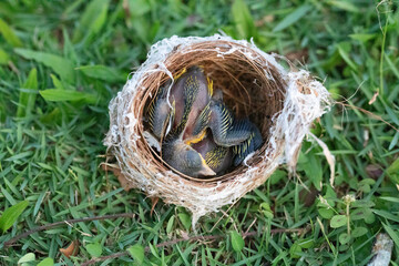 small bird's nest with yellow-throated chicks