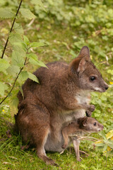 Bennett's wallaby Macropus or Notamacropus rufogriseus