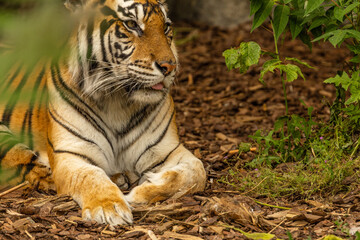 Tiger cubs playing with his mother,sumatra tiger Panthera tigris