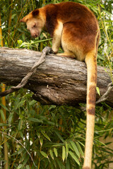 Obraz premium Unique marsupial perched on a tree branch surrounded by lush green foliage