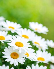 Fototapeta premium Close-up of white daisies in a garden