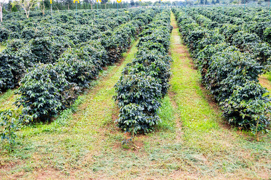 arabica coffee planation garden in Laos