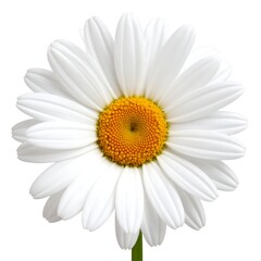 Close-up of a white daisy (3)
