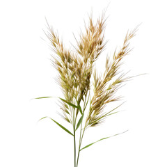 Light beige/tan grass-like plant bunch