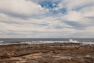 Flock of seagulls lining rock ledge by the beach in Newcastle