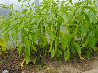 Green bell pepper growing on the plant inside a greenhouse, showing fresh texture and healthy foliage.
