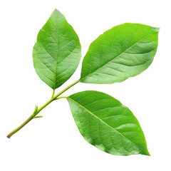 Fototapeta premium Close-up of a vibrant green leaf branch