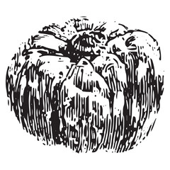 Fototapeta premium Rustic pumpkin sketch, ideal for fall art, organic farming, and harvest festival designs