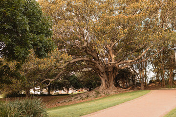 Sprawling fig tree on hillside in Pacific Park, Newcastle