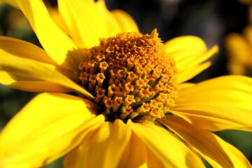 Close-up shot of a bright yellow Heliopsis flower with a detailed center, highlighting its vibrant petals and texture in soft sunlight.