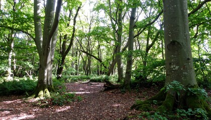 Obraz premium Sunlight filtering through a dense woodland path
