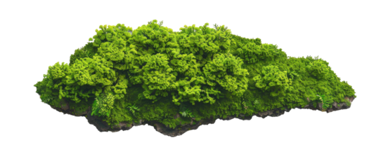 Lush, vibrant green moss clump