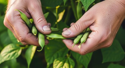 Close-up Farmer harvesting fresh green beans in a garden, natural cultivation