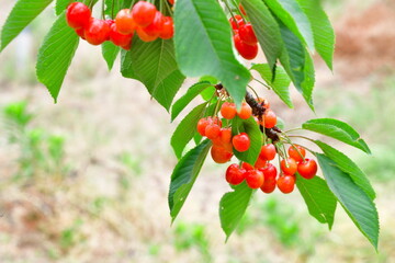 サクランボ狩り（新潟県）