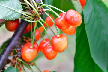 サクランボ狩り（新潟県）