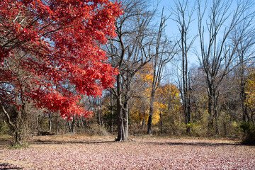 Vibrant red leaves contrast with bare trees in a serene autumn landscape, showcasing the beauty of fall foliage against a clear blue sky