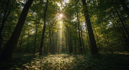 Naklejka premium Sunlight streams through verdant forest canopy, illuminating the leafy floor