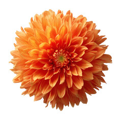 Vibrant orange dahlia flower with intricate petals displayed against a stark black background studio shot