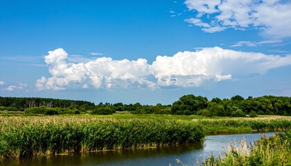 Fototapeta premium Wide river, tall grass, blue sky, clouds