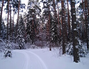 Fototapeta premium Snowy winter forest path