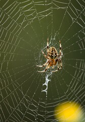 Close-up of a spider on its intricate web.