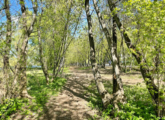 The forest along the Pekhorka River in spring in sunny weather. Balashikha, Moscow Region, Russia