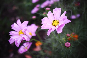 Obraz premium 変わった花の形のピンクのコスモス