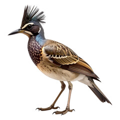 Obraz premium Elegant bird standing with unique feather pattern and colors, isolated on a transparent background, generative AI