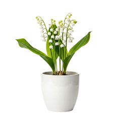 Fototapeta premium lily of the valley in white pot elegant spring floral decor
