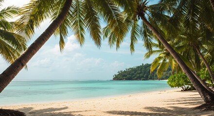 Tropical Beach Serenity: A tranquil scene unfolds as the turquoise ocean gently laps at a pristine, sandy shore beneath the shade of lush palm trees. It's a slice of paradise.